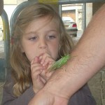 INSOLITE : Spectatrice sous le stand, une petite fille apeurée autant que fascinée par une éphippigère. Photo MF Bonnet.